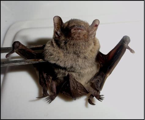 An insectivorous bat (Pipistrellus comorandra) captured from a wall... | Download Scientific Diagram