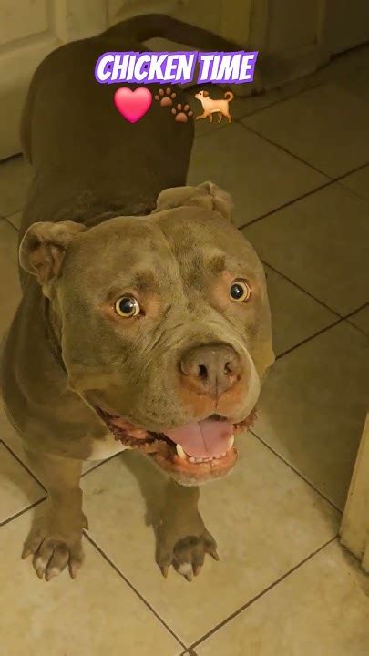 My Dog Love Chicken🐾🐕 ️ Americanbullybreed Adorabledog Bullybreed