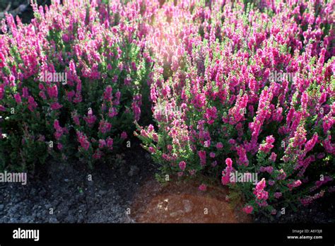 Heather Calluna Vulgaris Dark Beauty Stock Photo Alamy