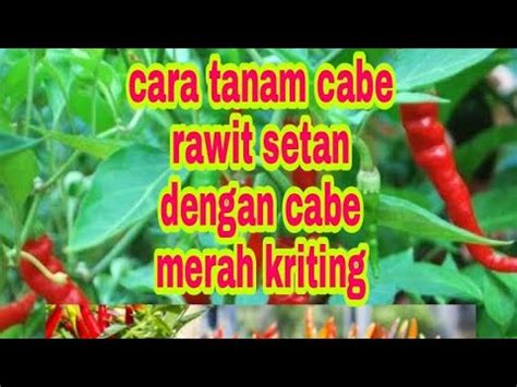 Cara Tanam Cabe Rawit Dan Cabe Merah Kriting Dalam Satu Bedengan