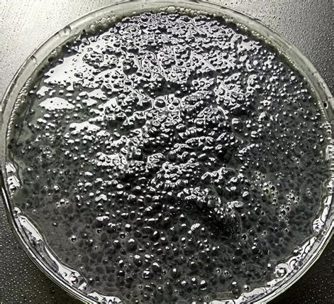 Activated Sludge Microorganisms - KUOSI