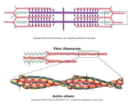 8: Striated Muscle Diagram | Quizlet