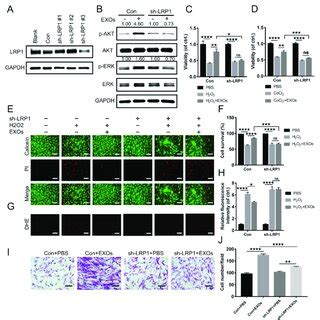 The Mechanism Of ADSC EXO Modulating Diabetic Wound Healing Process