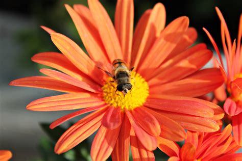 Images Gratuites La Nature La Photographie Fleur P Tale Orange