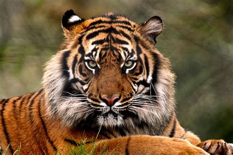 5 Interesting Facts About Sumatran Tigers | Hayden's Animal Facts