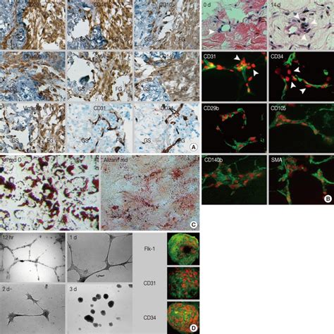 The Immunophenotype Localization And Differentiation Potential Of In