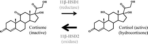 Frontiers Physiology And Pathophysiology Of Steroid Biosynthesis Transport And Metabolism In