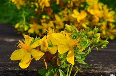 St. John's Wort: Benefits, Uses, Dosage, and Side Effects