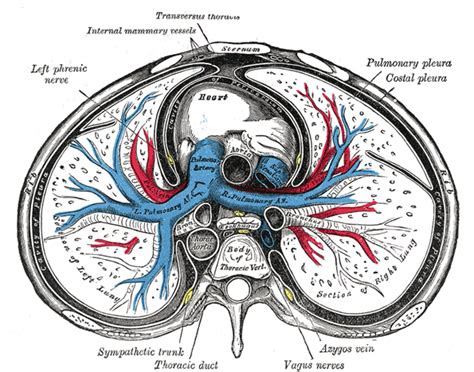 The Mediastinum - Human Anatomy