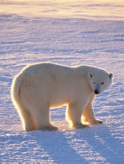 L Ours Polaire En Photographies Uniques Polar Bear Polar Bear