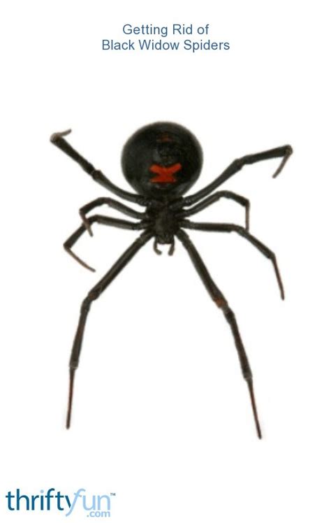 Incredible How To Get Rid Of Black Widows In House References Divamed