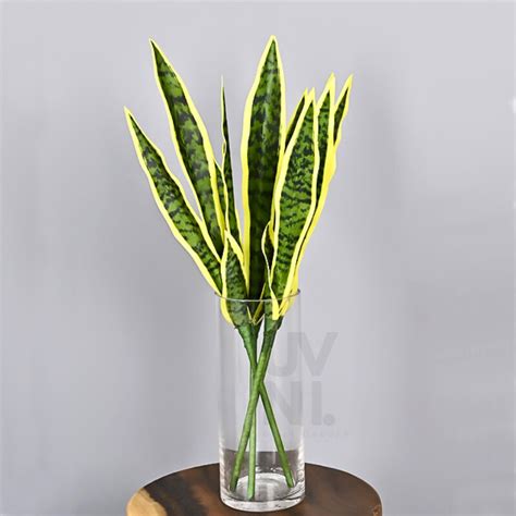 Jual Tanaman Hias Sansevieria Daun Lidah Mertua Latex Pepedangan Serat