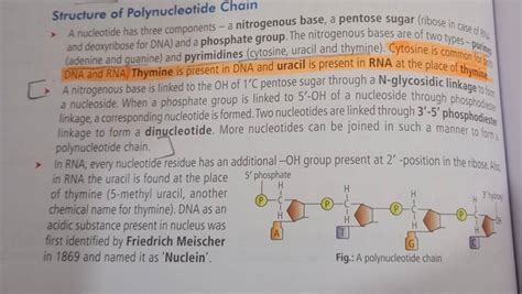 Structure of Polynucleotide Chain - A nucleotide has three components - a..