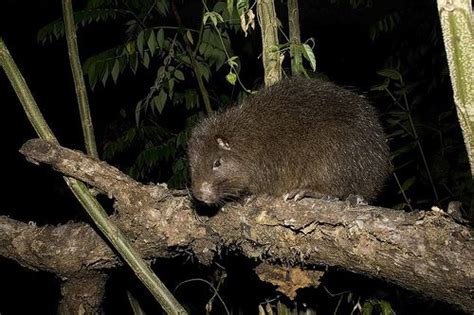 Hispaniolan hutia - Alchetron, The Free Social Encyclopedia