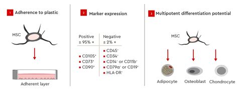 How Do Mesenchymal Stem Cells Work Promocell