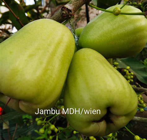 Jambu Madu Deli Hijau MDH KEBON WIENRISSI