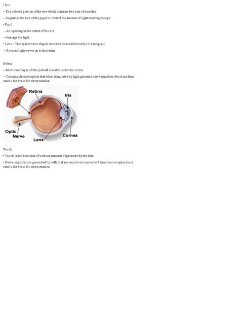 Lecture Notes Bio Nerves And Cranial Bio Studocu