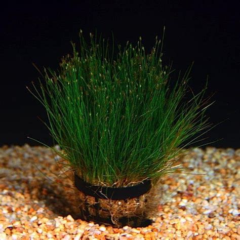 Potted Dwarf Hairgrass Aquarium Live Plant