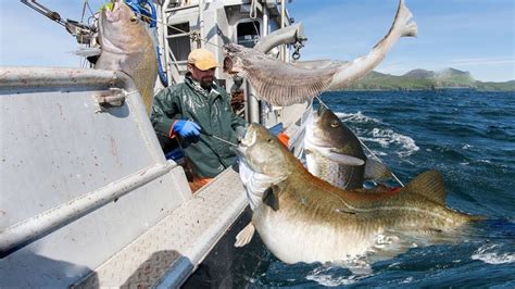 Fishermen Catch And Filter Billions Of Giant Flounder How To Catch