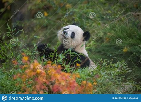 A Giant Panda Eating Bamboo Stock Photo - Image of animal, endangered ...