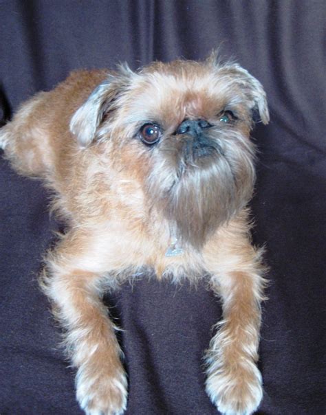 Brussels Griffon Dog Pictures | Toy Dog Breeds Pictures and Information