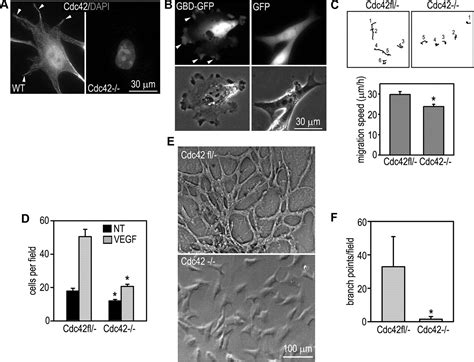 Cdc42 Controls Vascular Network Assembly Through Protein Kinase Cι During Embryonic