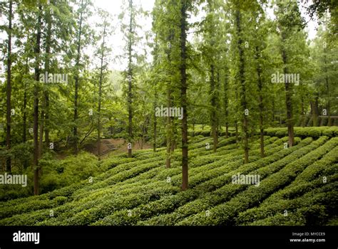 tea farming in forest Stock Photo - Alamy