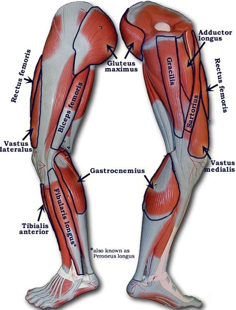 Leg Muscle Model Labeled Bing Images Leg Muscles Anatomy Muscle