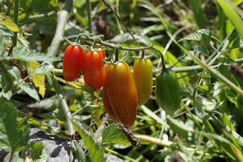 Nature Solanum Lycopersicum