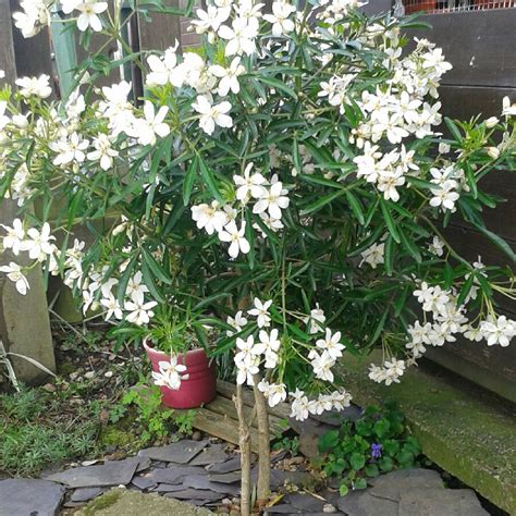 Choisya Ternata Goldfinger Mexican Orange Blossom Goldfinger