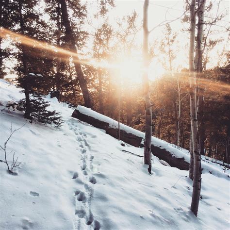 Snow Covered Trees · Free Stock Photo