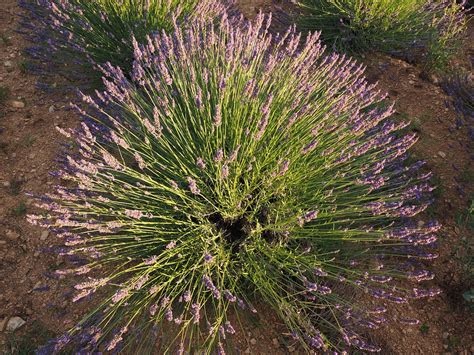 Lavender shrub,lavender,evening sun,lavender flowers,violet - free ...