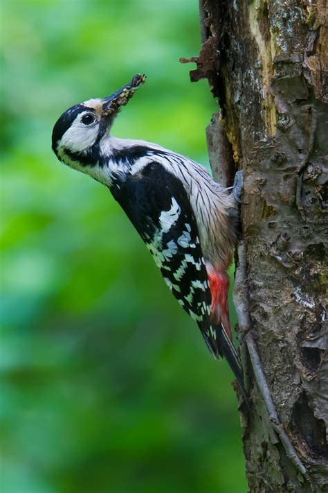 White-backed Woodpecker - Shanghai Birding 上海观鸟