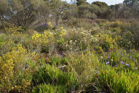 Geomorphology Of Swan Coastal Plain Garry Middle Visionenvironment