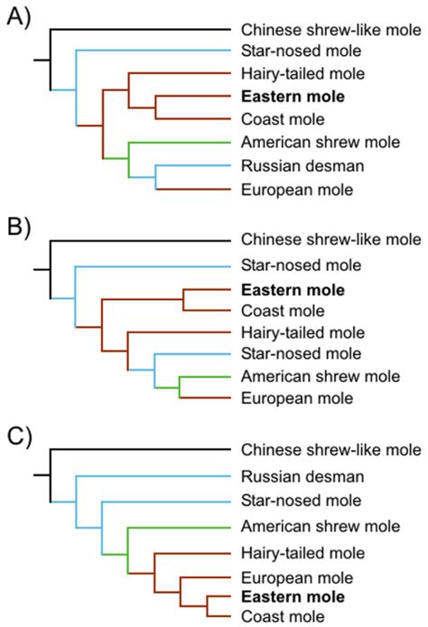 Phylogenetic hypothesis of the Family Talpidae. (A) Shinohara et al.... | Download Scientific ...