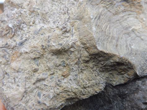 Fossil Seafloor Coral Wren S Nest Wenlock Limestone Uk Silurian Ebay