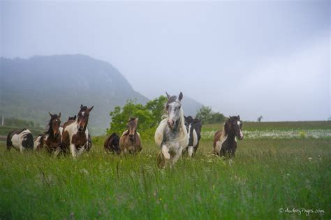 Espérance de vie des chevaux ÉQUILibre