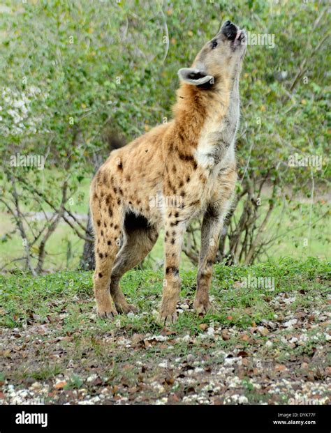 Spotted Hyena (laughing hyena) - Crocuta crocuta Stock Photo: 68649603