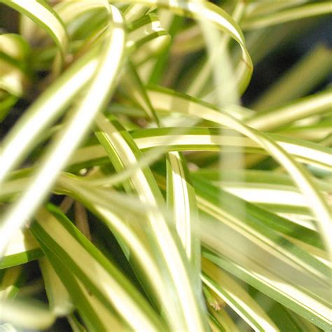 Carex Oshimensis Evergold Plants Thompson And Morgan