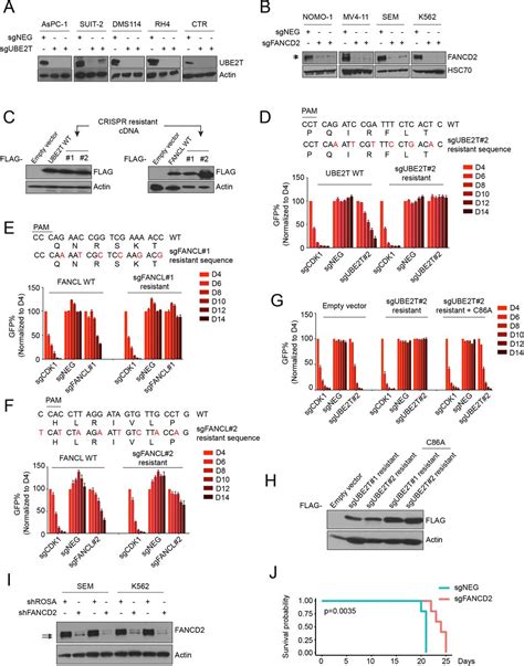 Sgrna Expressing Vector Lrg Addgene Inc Bioz