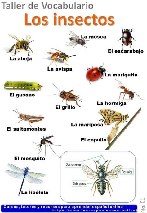 Insects In Spanish Los Insectos Spanish Vocabulary B Spanish