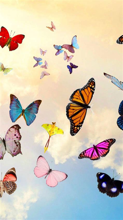 Butterfly Wallpaper Kolpaper Awesome Free Hd Wallpapers