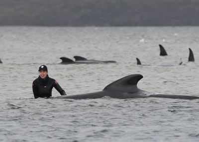 Australia Saves 25 Stranded Pilot Whales Rescue Efforts Continue