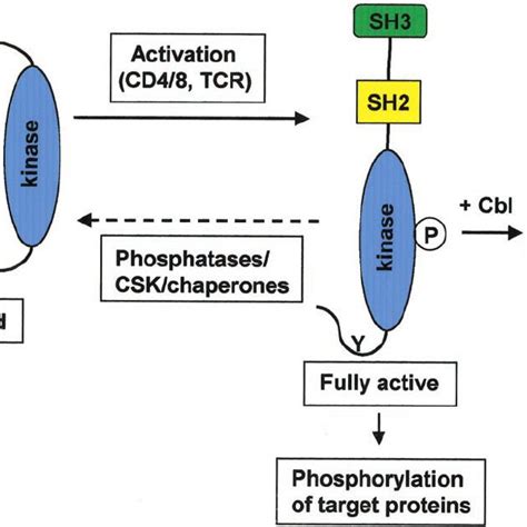 Cbl Mediated Ubiquitination And Degradation Of Activated Syk Zap 70 And Download Scientific