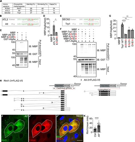 Pink Keap And Rtnl Regulate Selective Clearance Of Endoplasmic