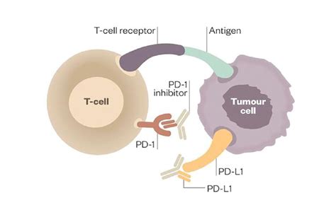 Immunotherapy in Lung Cancer: How Can Nurses and Allied Health Teams ...