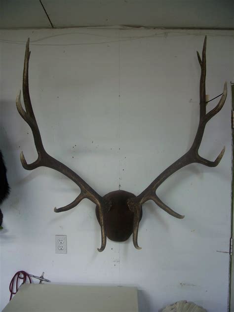 elk antlers | Callan Taxidermy