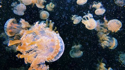 Aquarium Drive, jellyfish Wallpaper 1920x1080 Full HD (Full High ...