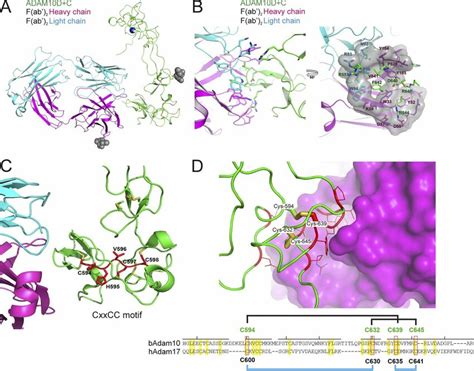 Crystal Structure Of The C F Ab Adam D C Complex A The Heavy