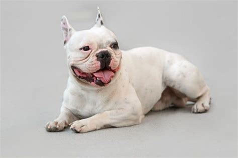 1100 Best French Bulldog Names (Categorized) - Dog Dispatch